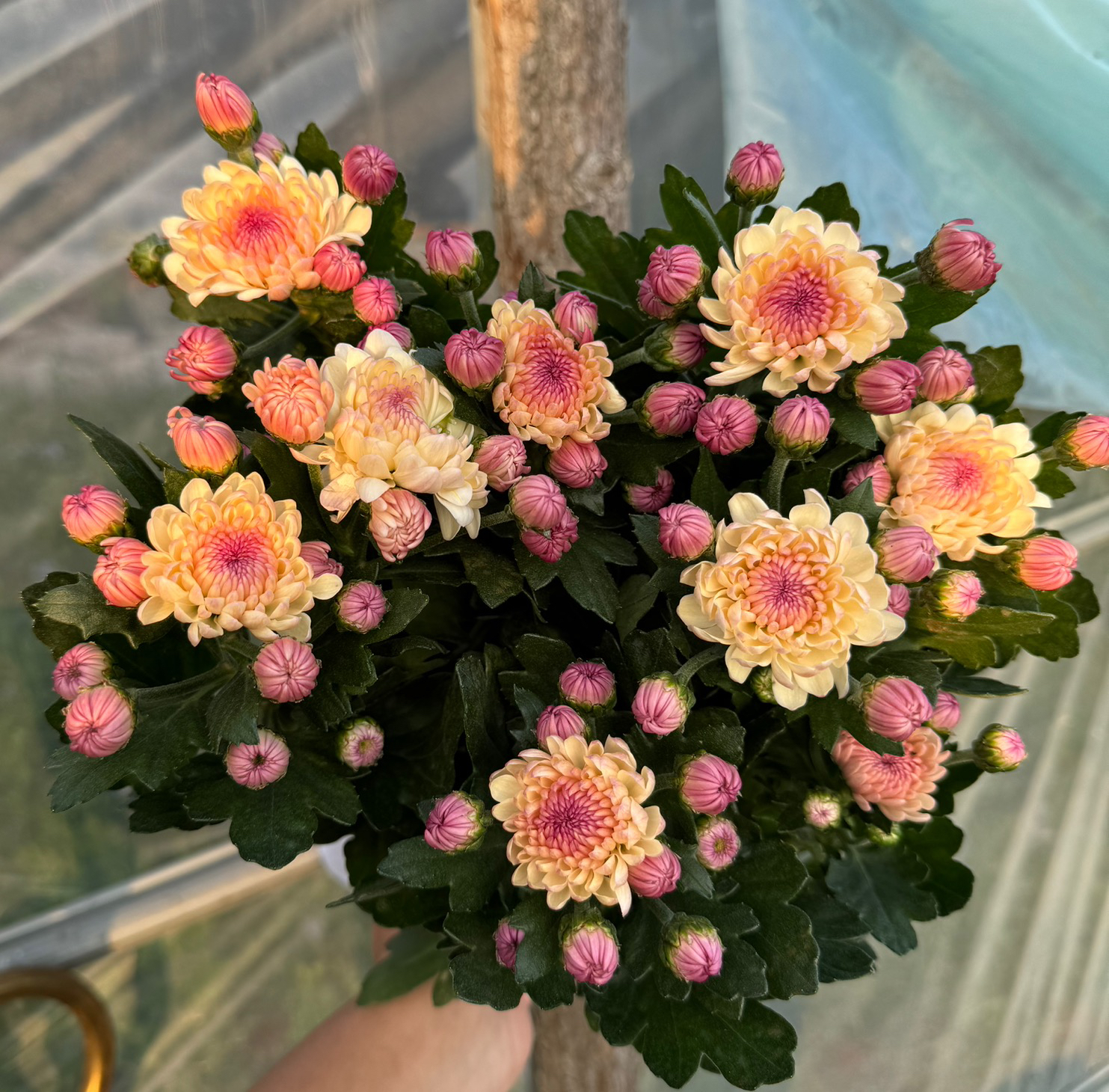 【浅粉宝莲灯】小菊盆栽耐热耐寒阳台庭院楼顶多头型易爆花原盆原土