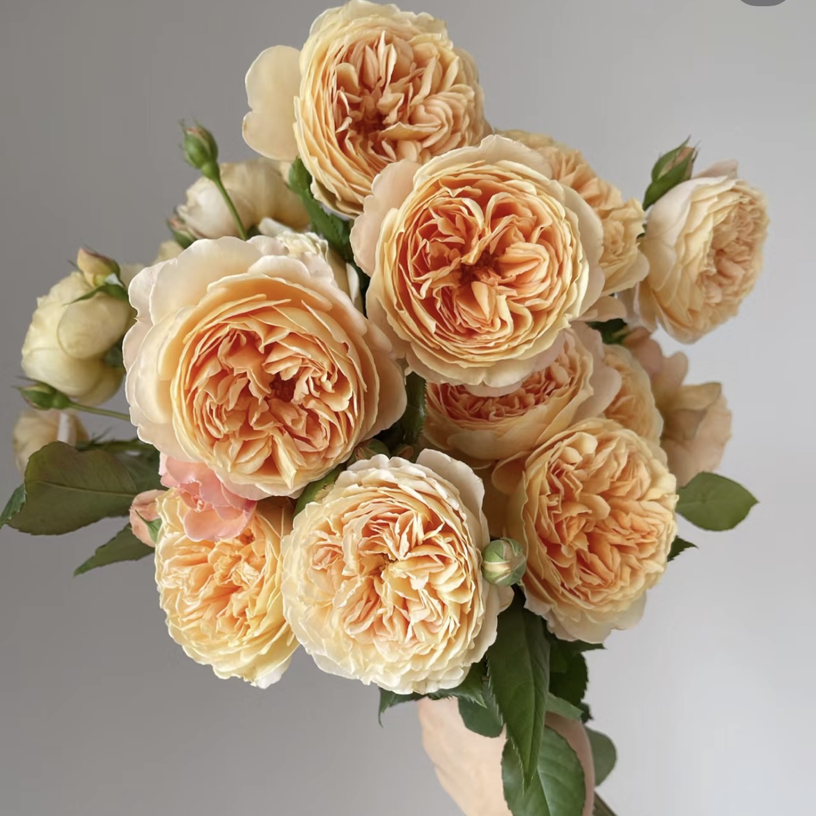 【1.5米高 玛格丽特王妃】藤本月季蔷薇花爬藤庭院大花阳台花卉盆栽