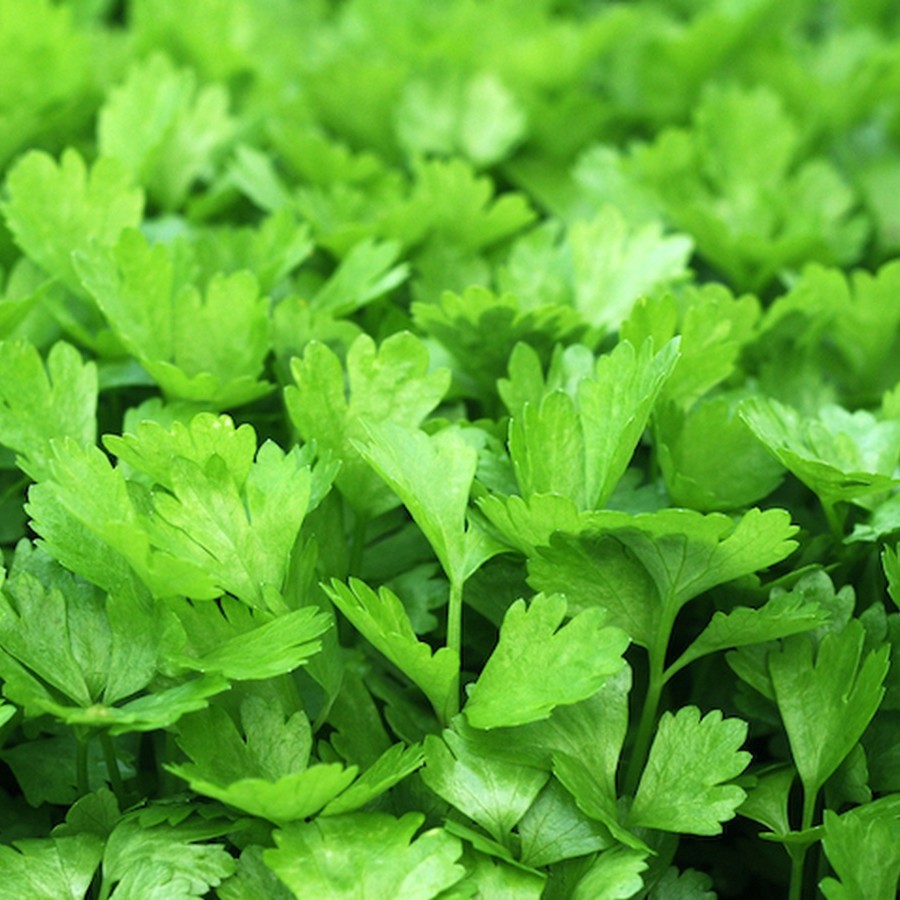 香菜约100g/份