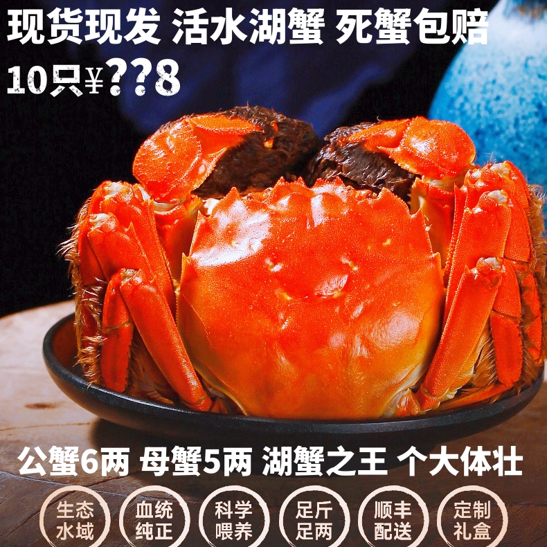 特大鲜活大闸蟹全母蟹5.1-4.8两10只精品湖水蟹江苏活蟹螃蟹礼盒