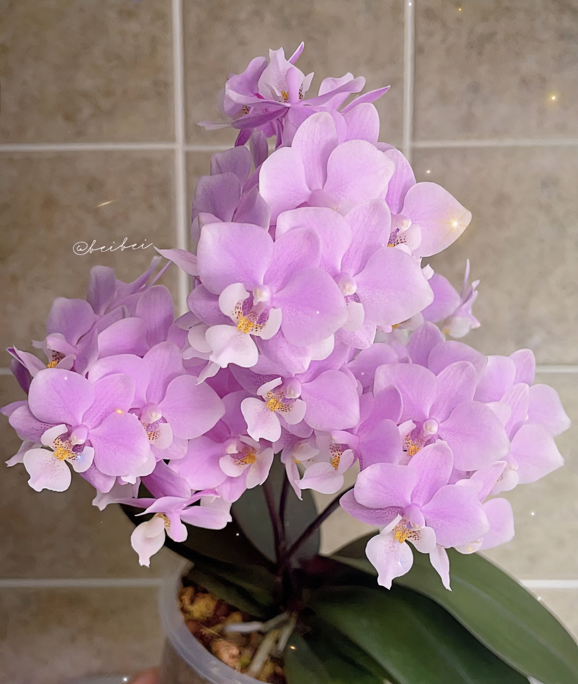 【樱兰-宸希】蝴蝶兰浓香型绿植花卉 高端花  美观大气