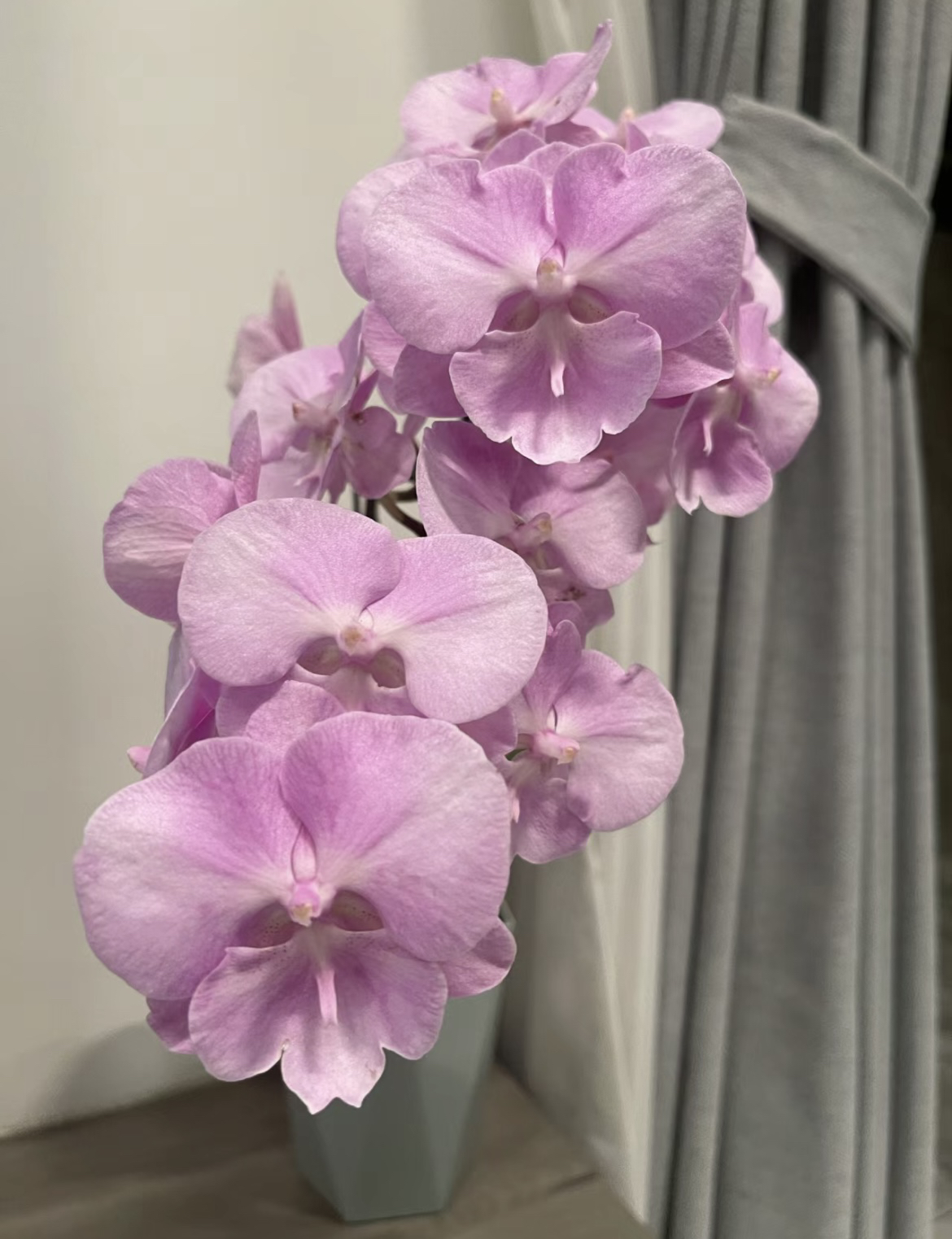 【CH2004-宸希】蝴蝶兰3.0苗，不带花，基地直发