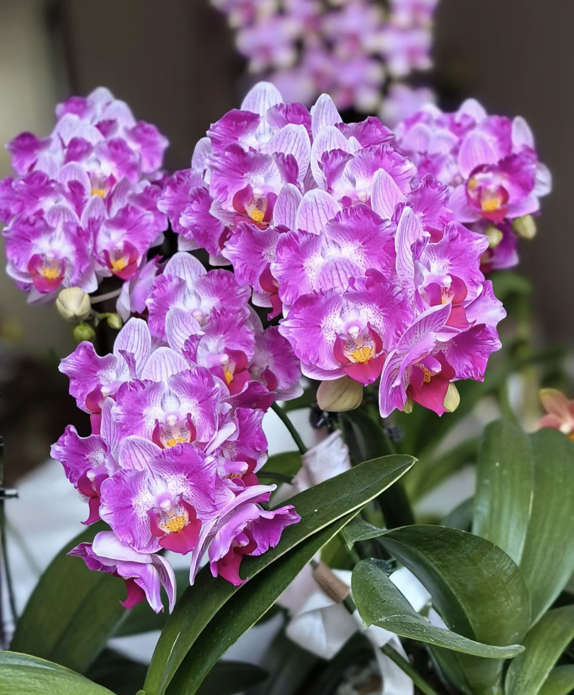 稀缺新品蝴蝶兰【风铃】2.8苗室内绿植四季开花正宗对版基地直发