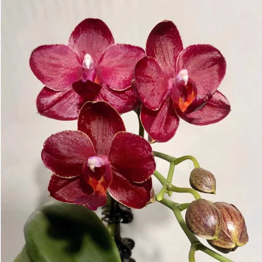 【美杜莎-宸希】蝴蝶兰2.8苗，升杯短根少，不带花剑，基地直发