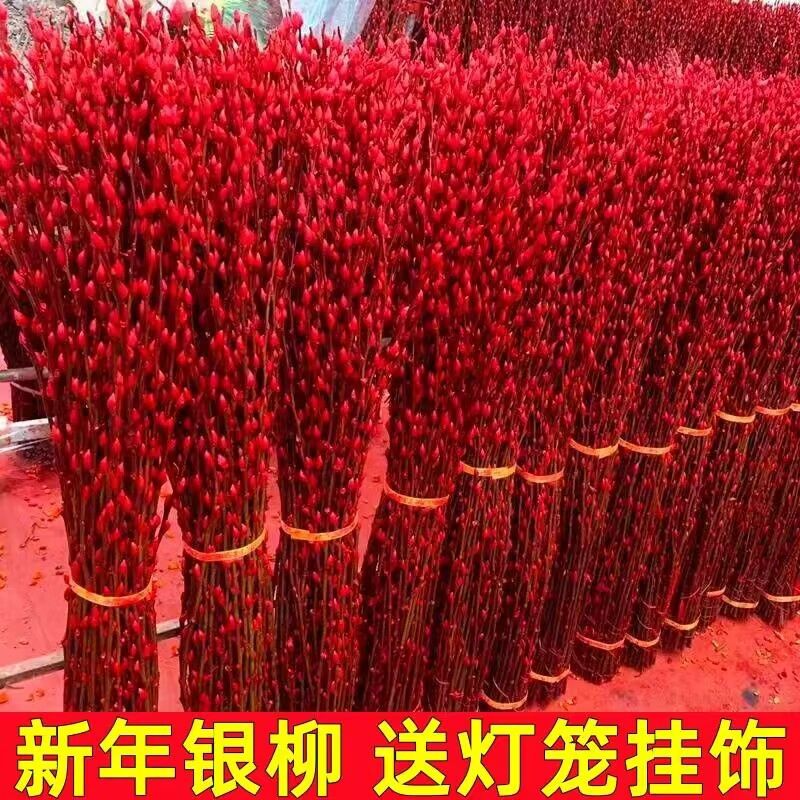 【推荐80cm高】红色招财银柳干花真花鲜枝耐寒年宵花卉室内客厅装饰