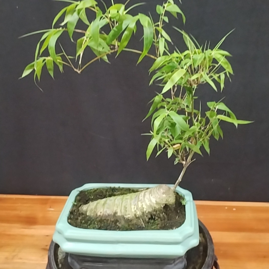小叶簕叶小叶簕竹