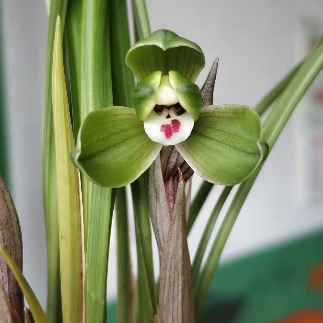 直播间专拍，一物一拍兰花