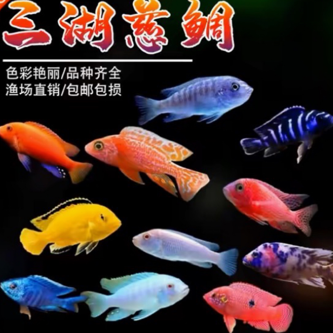 三湖慈鯛热带观赏鱼岩栖类苗子