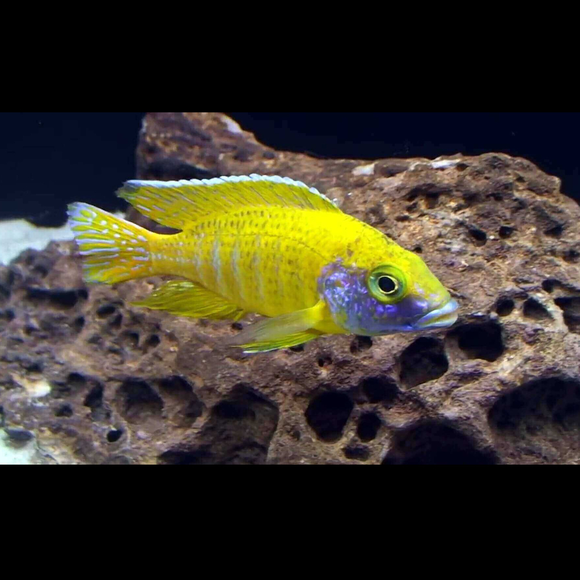 热带观赏鱼三湖慈鲷马鲷孔雀金松鼠