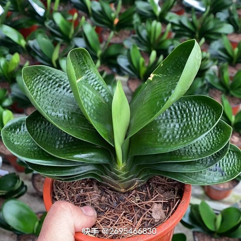 莲花座麻脸二年生一盆一颗