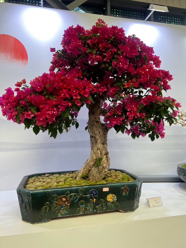 【一物一拍】花卉勤花品种四季开花直发源头阳台花卉盆栽三角梅