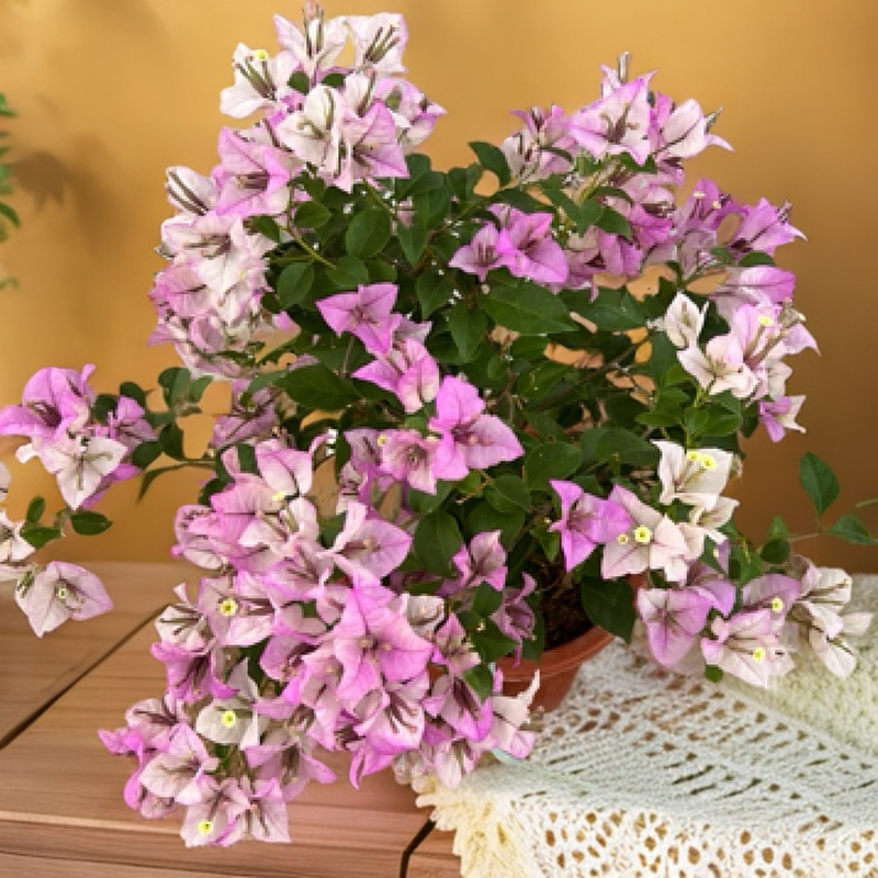 【雪紫】三角梅勤花品种阳台庭院可飘枝可垂丝爬藤基地直发