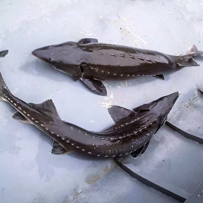 四川寻龙软骨鱼冰鲜现捞好养