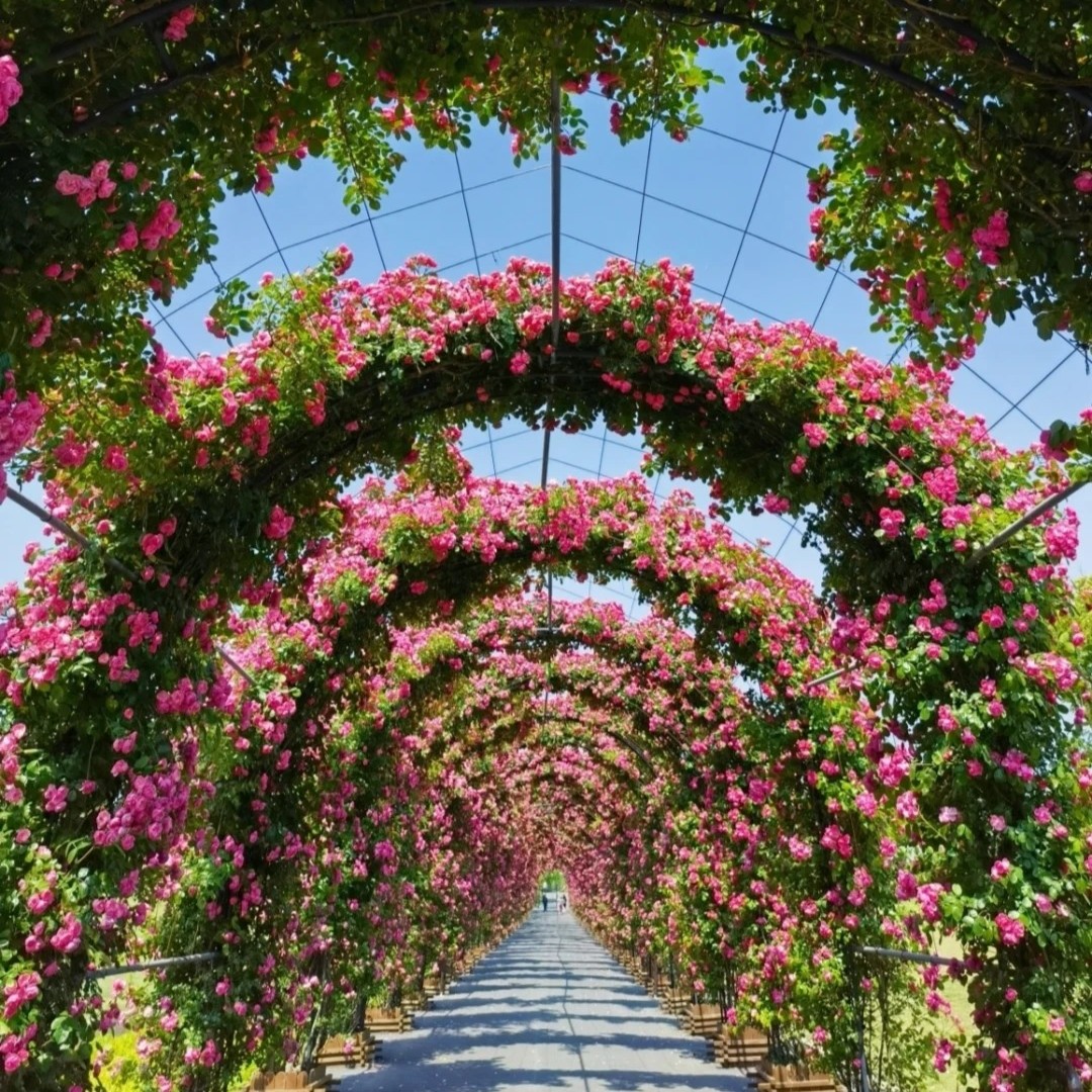 成品拱门花墙花球欧洲藤本月季蔷薇花苗庭院大门花园艺术品