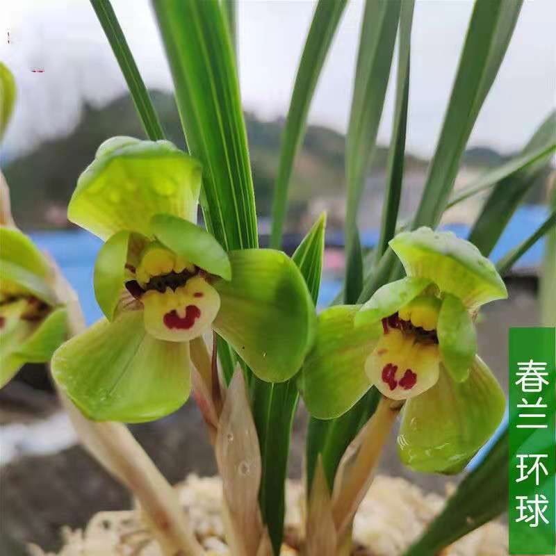 直发春兰老种超矮兰花大全【环球荷鼎】冬季带浓香花苞荷瓣花盆栽