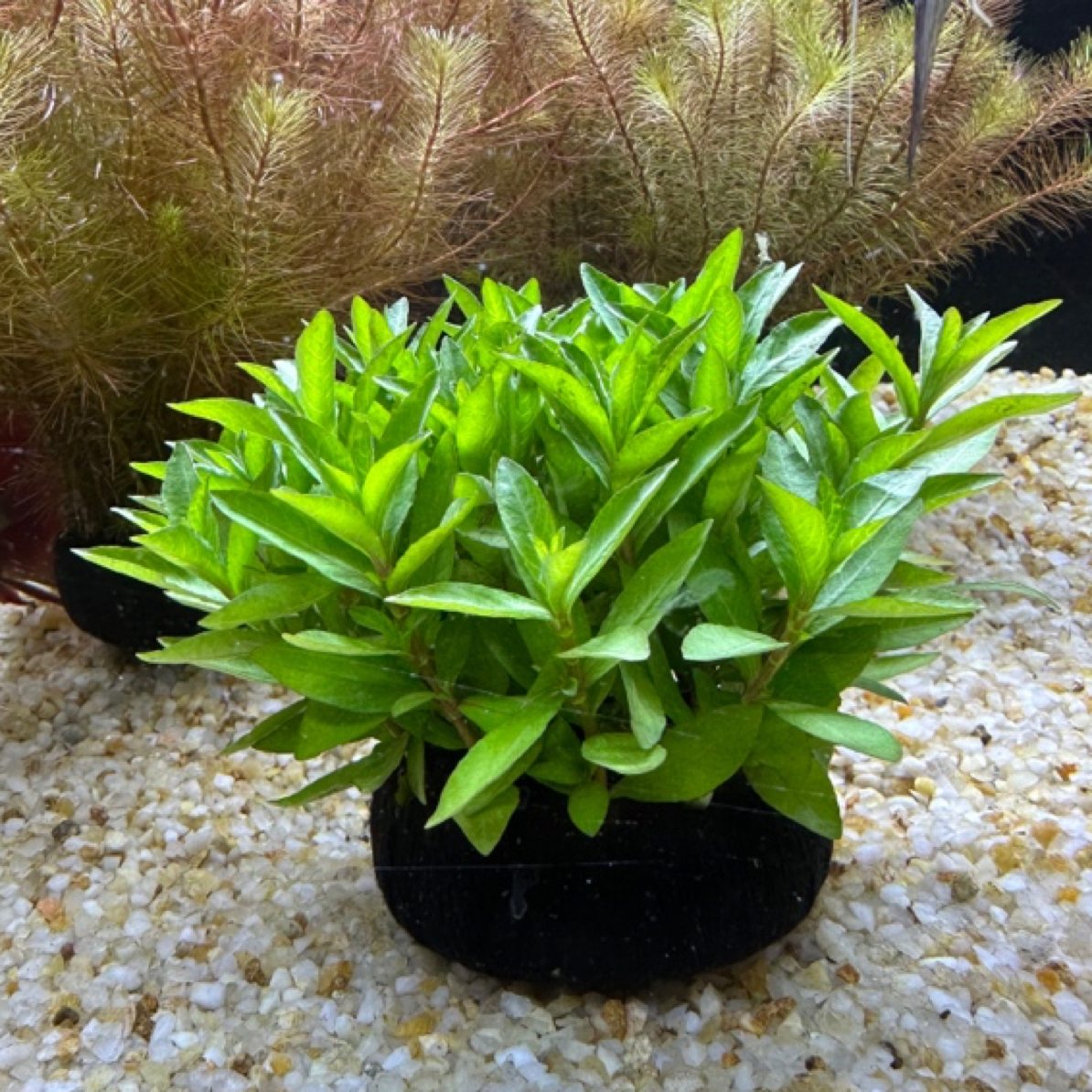 红丝青叶水草鱼缸水草坨草