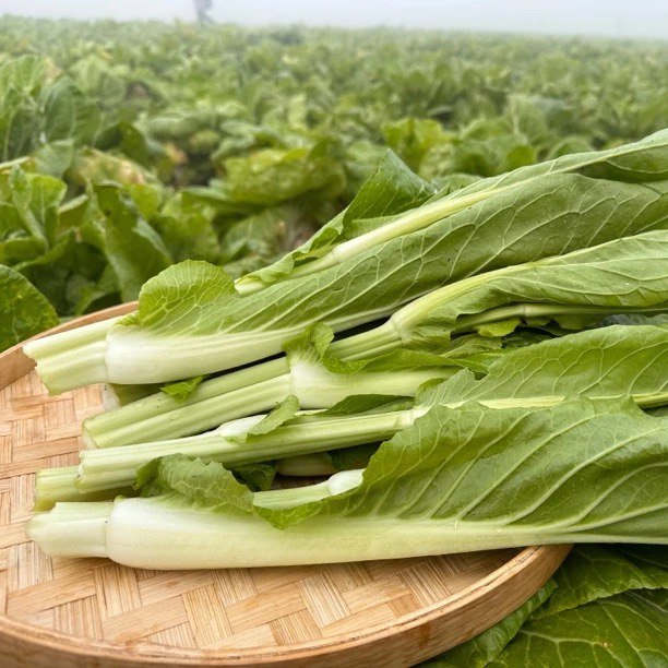 【南县老味道】湖南农家青菜苔菜心矮脚白菜苔生鲜青菜苔