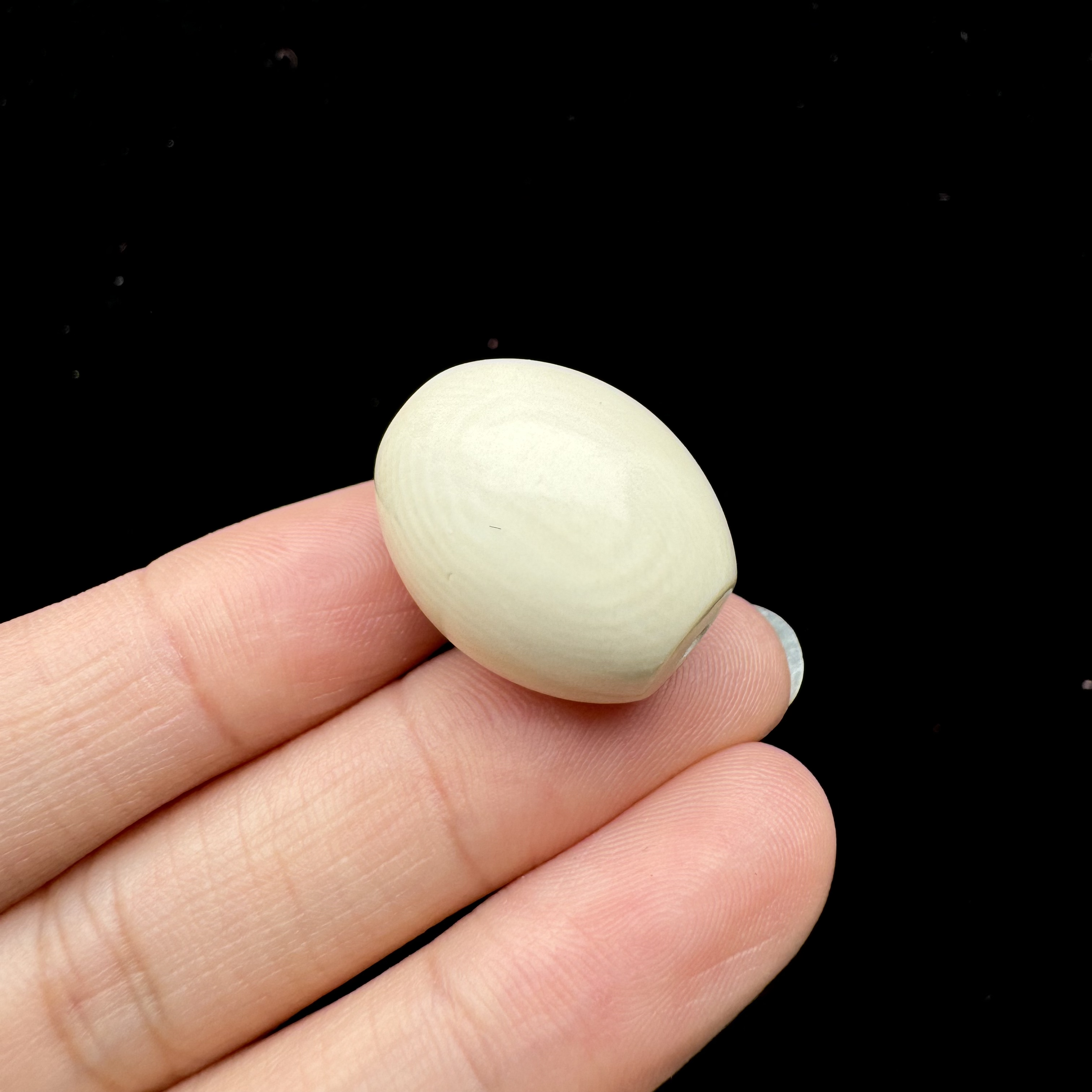 A2085天然猛犸牙单珠 鼓珠18*21.7 mm 克支持鉴定 假一罚四