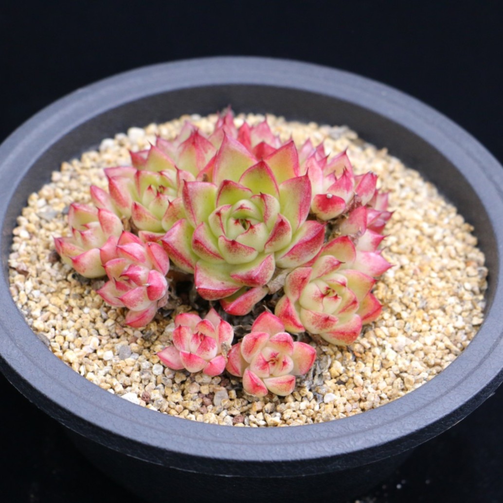 【梦德西】高端精品多肉植物，进直播间挑选。