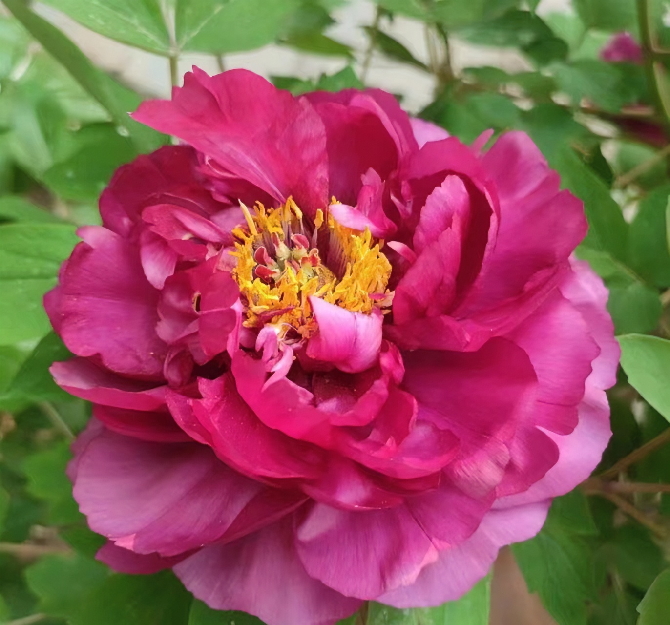 乌龙捧盛（褀美牡丹）先发肥料秋季发苗