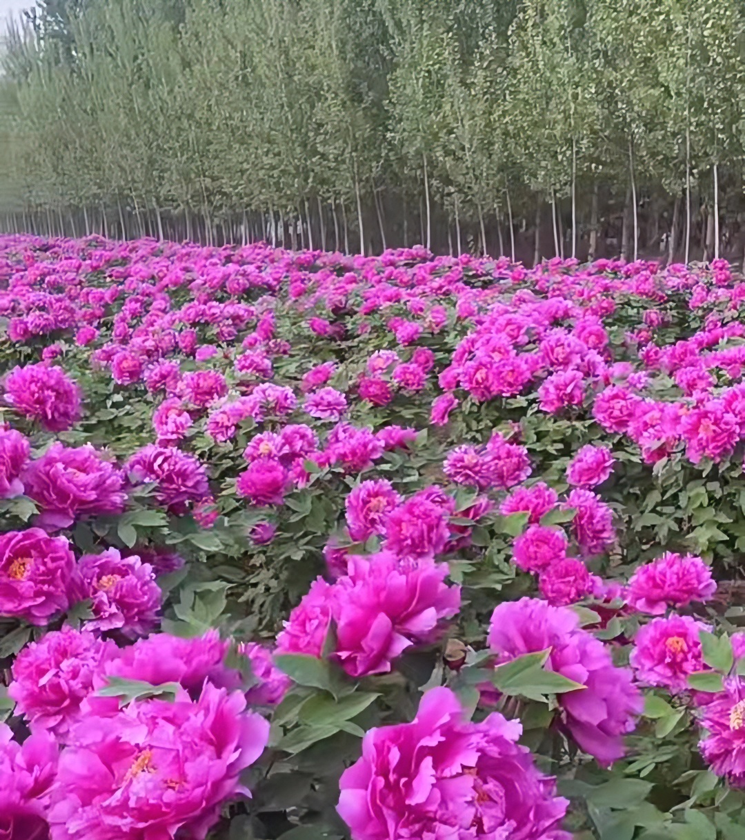 长寿红（褀美牡丹）先发肥料秋季发苗