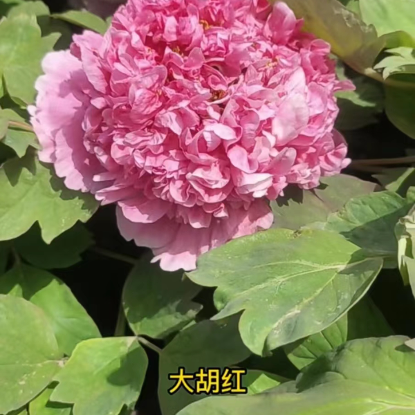 褀美牡丹【大胡红】