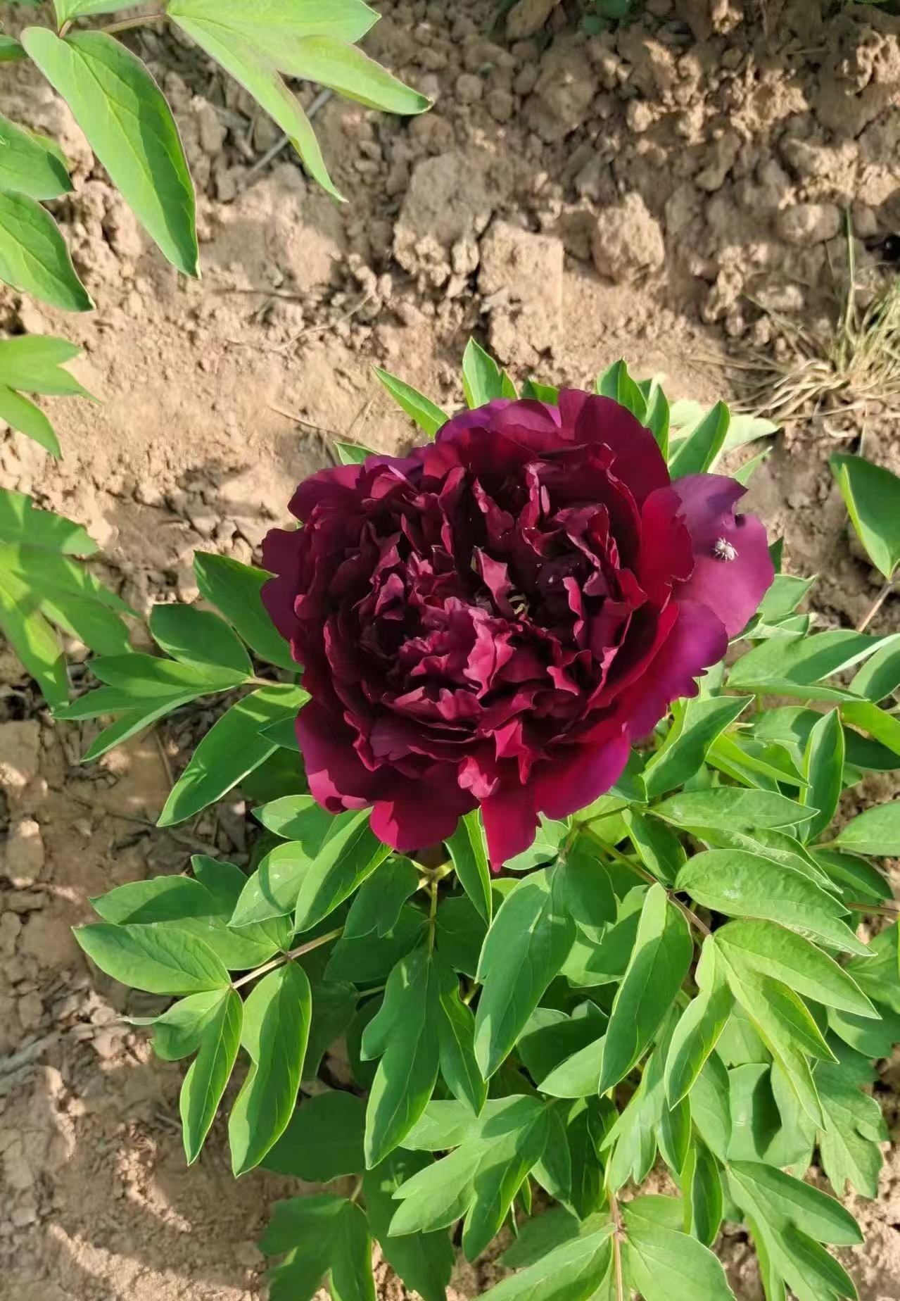 包公面（褀美牡丹）