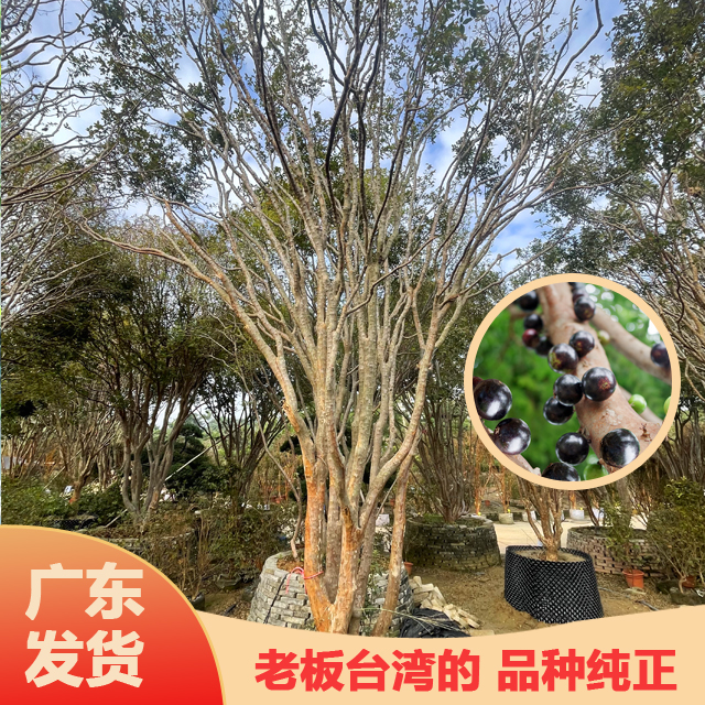  【一物一拍】沙巴嘉宝树树苗8-15年