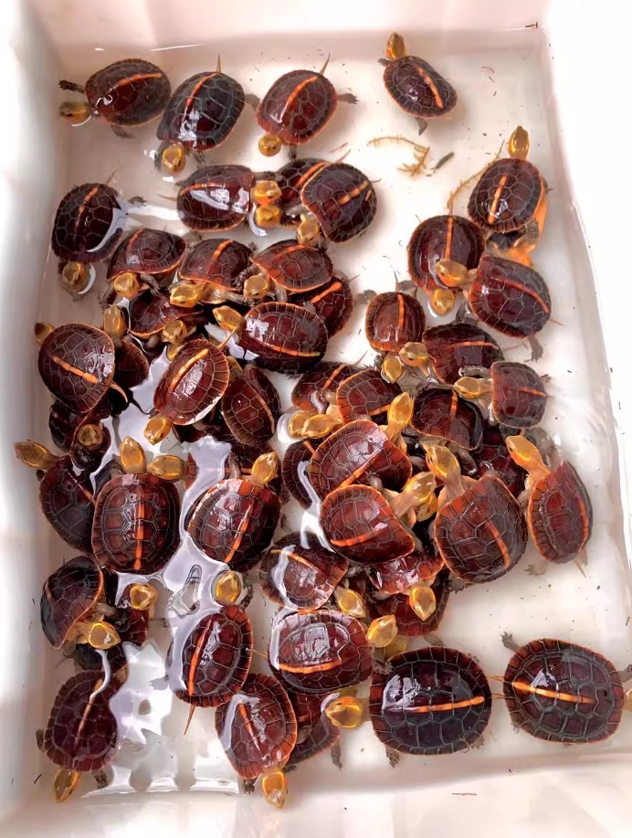 （人工养殖）皖南安缘台缘盒龟小乌龟稀有人工龟苗缘龟活体