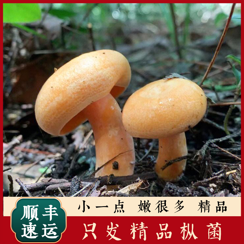 湖南 湖北 广东 江西  专拍链接 变色氧化长虫不售后