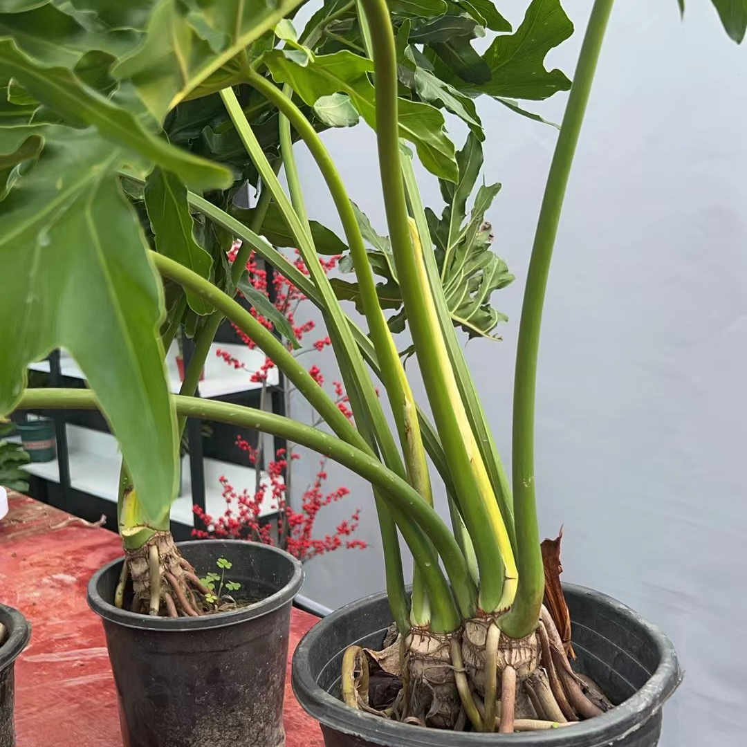 双桩龙鳞春羽，别墅首选