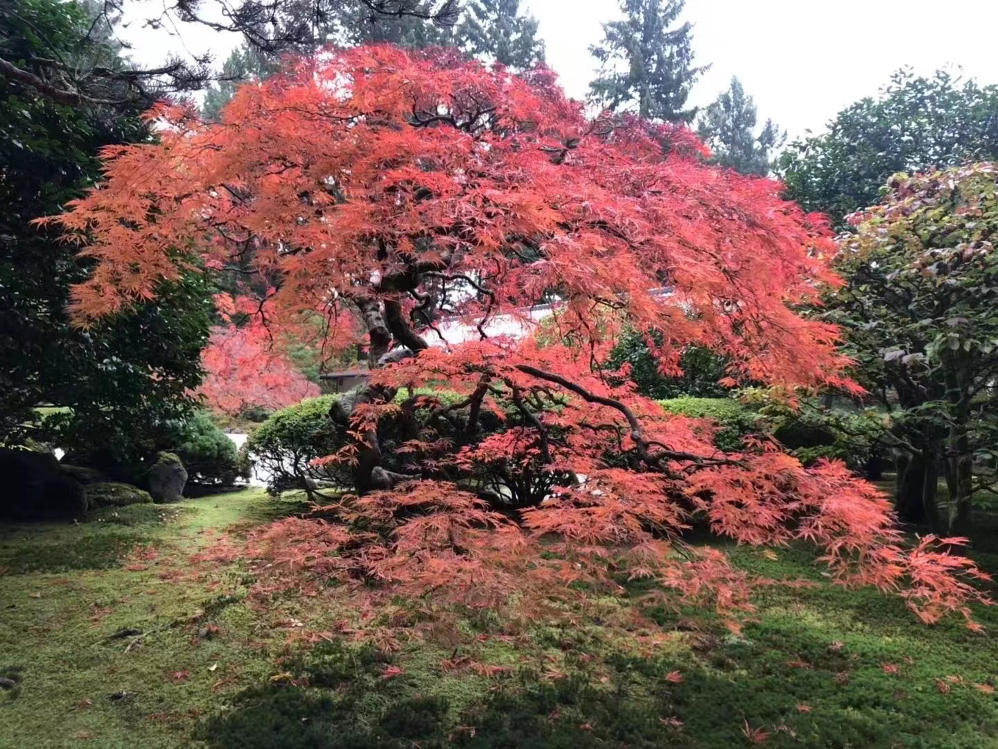 原生羽毛枫外山各种品种羽毛