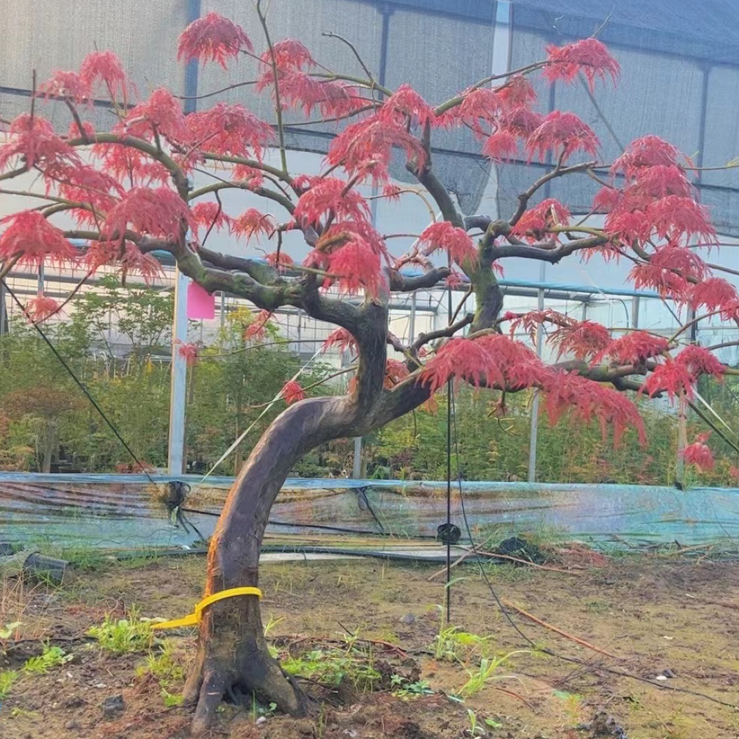 原生精品造型羽毛枫盆栽地栽植物