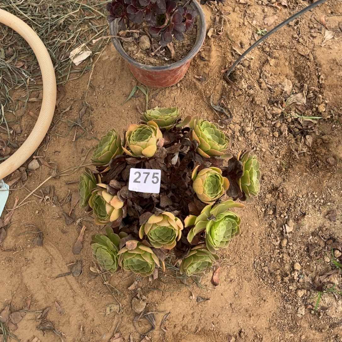 万圣节275多肉不包断枝