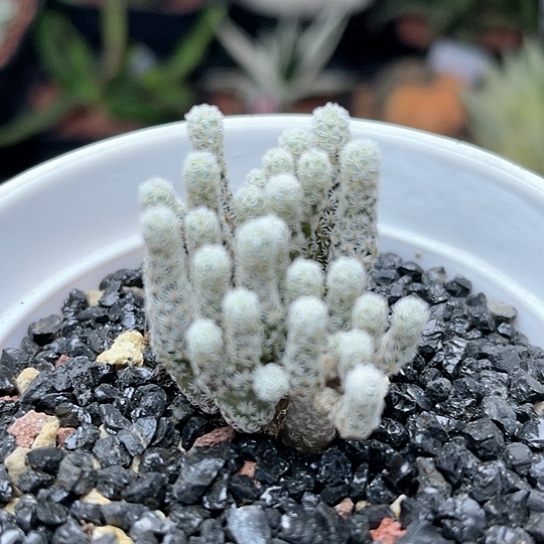 实生迷你牧师仙人球3