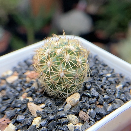 实生顶花球属海胆丸仙人球2