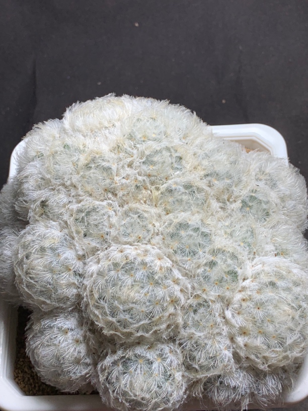 粉花白星大群 鹤立与白星 软刺不扎手 一物一拍包邮非偏远