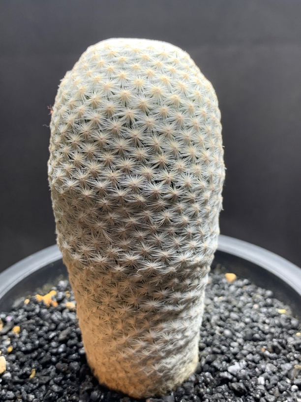 实生日系大白鸟 乳突球 进口超大颗 一物一拍包邮非偏远