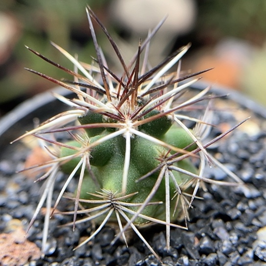 实生达氏青花虾仙人球3