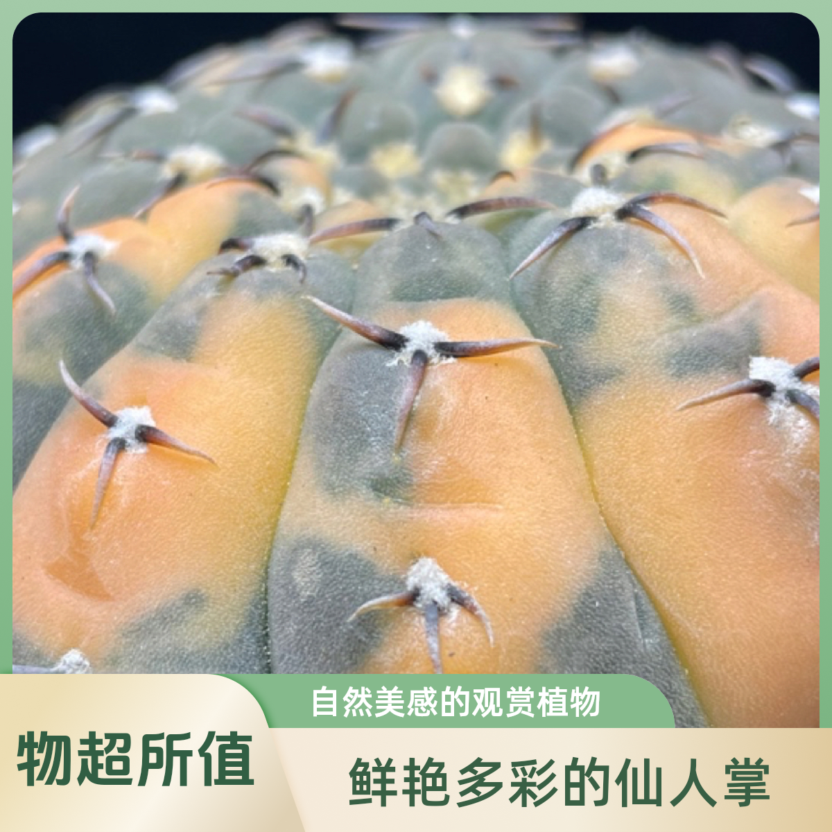 实生龟甲怪龙丸锦 十五年老母本 一物一拍所见即所得