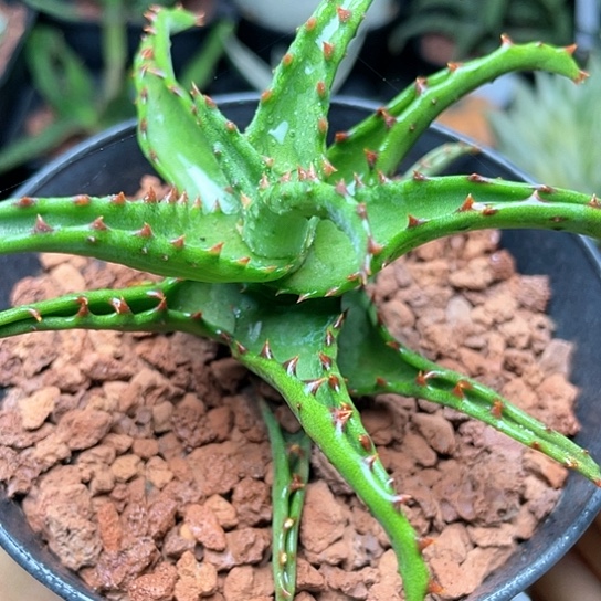 实生卡萨帝芦荟仙人球5