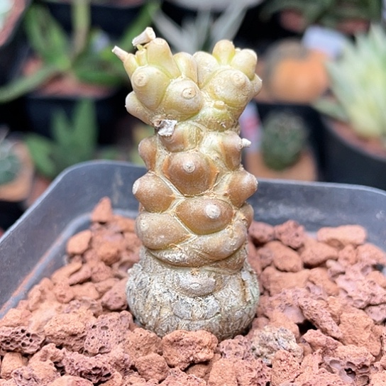 实生蛮鬼塔仙人球多肉植物8