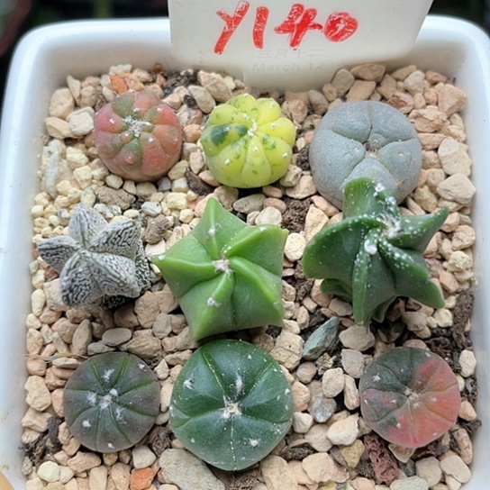 实生九颗带盆土仙人球多肉植物