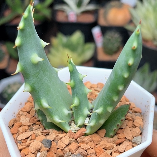 实生柏加芦荟仙人球3