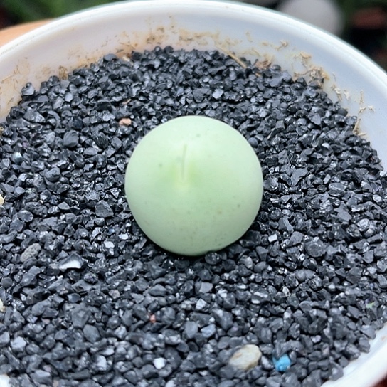 鸽子蛋仙人球多肉植物
