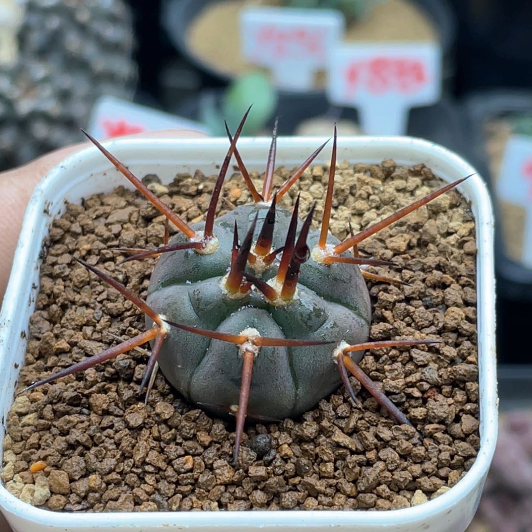 实生守金摩天龙仙人球