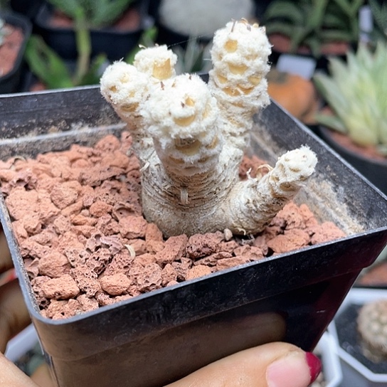 社***弟实生多头刨花厚敦菊仙人球