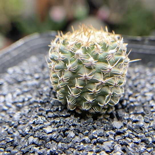 实生海胆娇丽仙人球多肉3