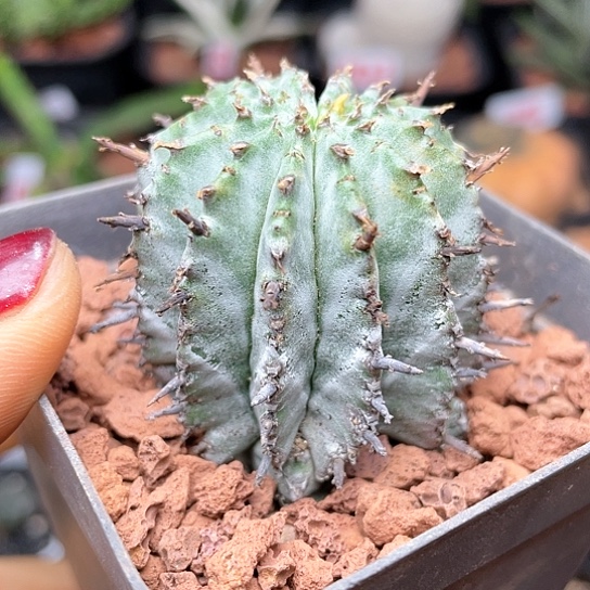 实生白衣魁伟玉仙人球