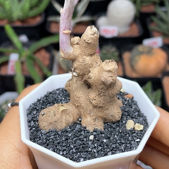块根紫龙冠仙人球